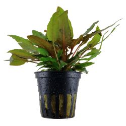 Cryptocoryne Wendtii 'Tropica' - 109E