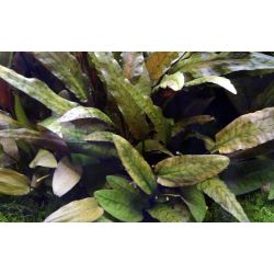 Cryptocoryne Wendtii 'Tropica' - 109E
