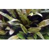 Cryptocoryne Wendtii 'Tropica' - 109E