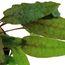 Cryptocoryne Wendtii 'Tropica' - 109E