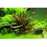 Cryptocoryne Wendtii 'Tropica' - 109E