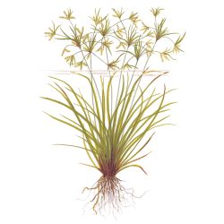 Cyperus Helferi - 133A