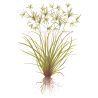 Cyperus Helferi - 133A
