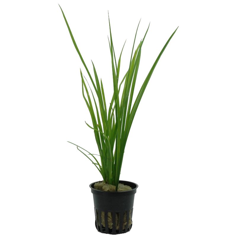 Cyperus Helferi - 133A