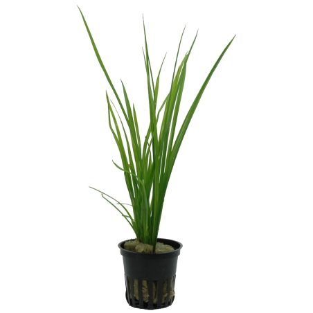Cyperus Helferi - 133A