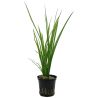 Cyperus Helferi - 133A