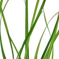 Cyperus Helferi - 133A