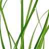 Cyperus Helferi - 133A