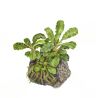 Bucephalandra Pygmaea 'Bukit Kelam' - 139