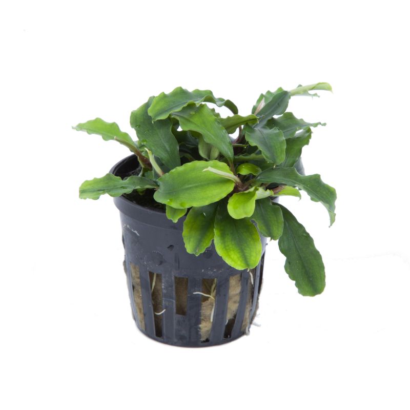 Bucephalandra Pygmaea 'Bukit Kelam' - 139
