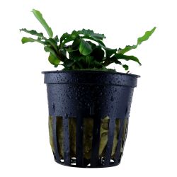 Bucephalandra Pygmaea 'Bukit Kelam' - 139