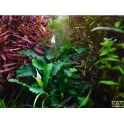 Bucephalandra Pygmaea 'Bukit Kelam' - 139