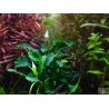 Bucephalandra Pygmaea 'Bukit Kelam' - 139