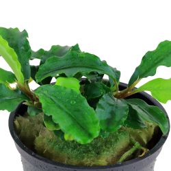 Bucephalandra Pygmaea 'Bukit Kelam' - 139