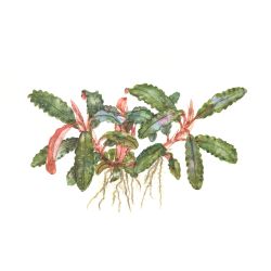 Bucephalandra Sp. 'Red' - 139A