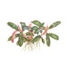 Bucephalandra Sp. 'Red' - 139A