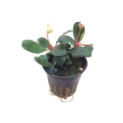 Bucephalandra Sp. 'Red' - 139A