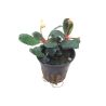 Bucephalandra Sp. 'Red' - 139A