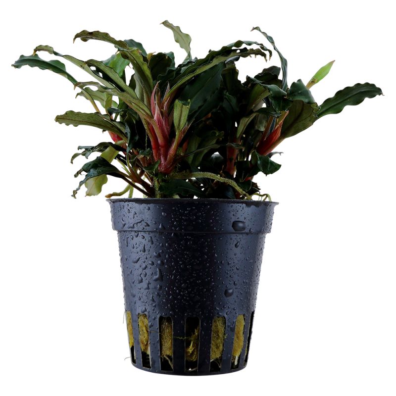 Bucephalandra Sp. 'Red' - 139A