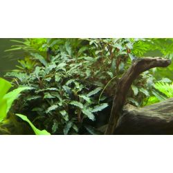 Bucephalandra Sp. 'Red' - 139A