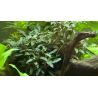 Bucephalandra Sp. 'Red' - 139A