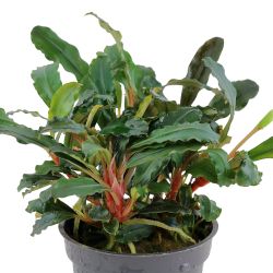 Bucephalandra Sp. 'Red' - 139A