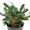 Bucephalandra Sp. 'Red' - 139A