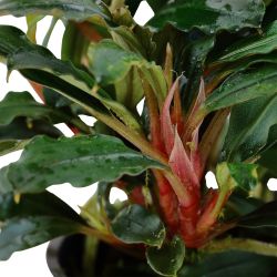 Bucephalandra Sp. 'Red' - 139A