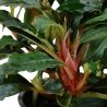 Bucephalandra Sp. 'Red' - 139A