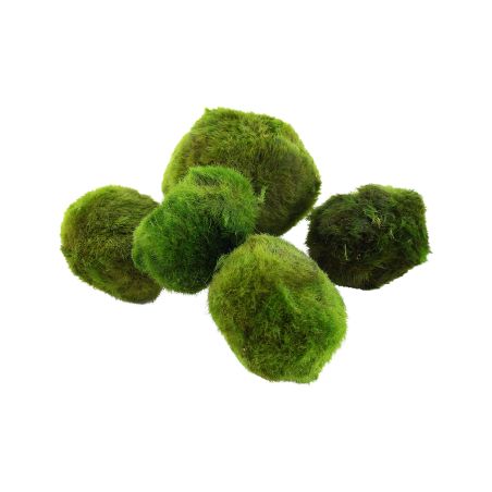 Aegagropila Linnaei - 000C ST