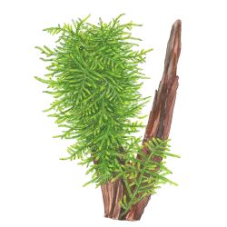 Taxiphyllum Sp. 'Spiky Moss' - 003G POR