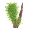 Taxiphyllum Sp. 'Spiky Moss' - 003G POR