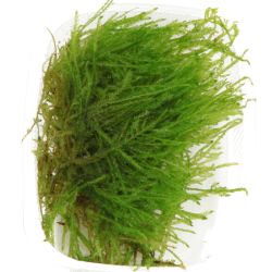 Taxiphyllum Sp. 'Spiky Moss' - 003G POR
