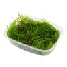 Taxiphyllum Sp. 'Spiky Moss' - 003G POR