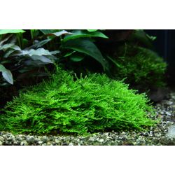 Taxiphyllum Sp. 'Spiky Moss' - 003G POR