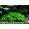 Taxiphyllum Sp. 'Spiky Moss' - 003G POR