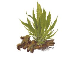 Microsorum Pteropus - 008 YLS