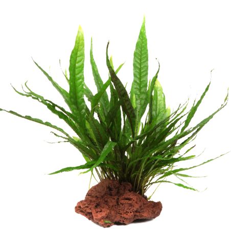 Microsorum Pteropus - 008 YLS