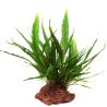 Microsorum Pteropus - 008 YLS