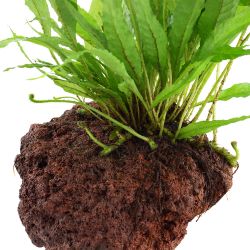 Microsorum Pteropus - 008 YLS