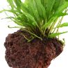 Microsorum Pteropus - 008 YLS
