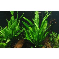 Microsorum Pteropus - 008 YLS