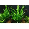 Microsorum Pteropus - 008 YLS