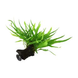 Microsorum Pteropus 'Narrow' - 008A ZWS