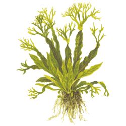 Microsorum Pteropus 'Windeløv' - 008B ZWS