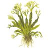 Microsorum Pteropus 'Windeløv' - 008B ZWS