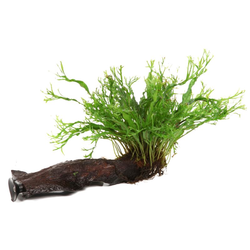 Microsorum Pteropus 'Windeløv' - 008B ZWS