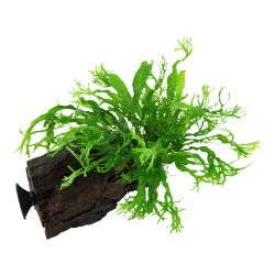 Microsorum Pteropus 'Windeløv' - 008B ZWS