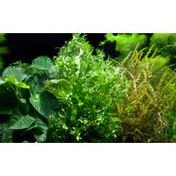 Microsorum Pteropus 'Windeløv' - 008B ZWS