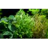 Microsorum Pteropus 'Windeløv' - 008B ZWS